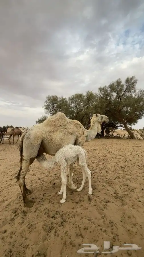 خلفه وضحى مصغر تحتها بكرة 3