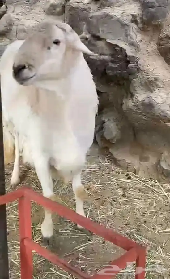 للبيع خروف فحل مشروط 0