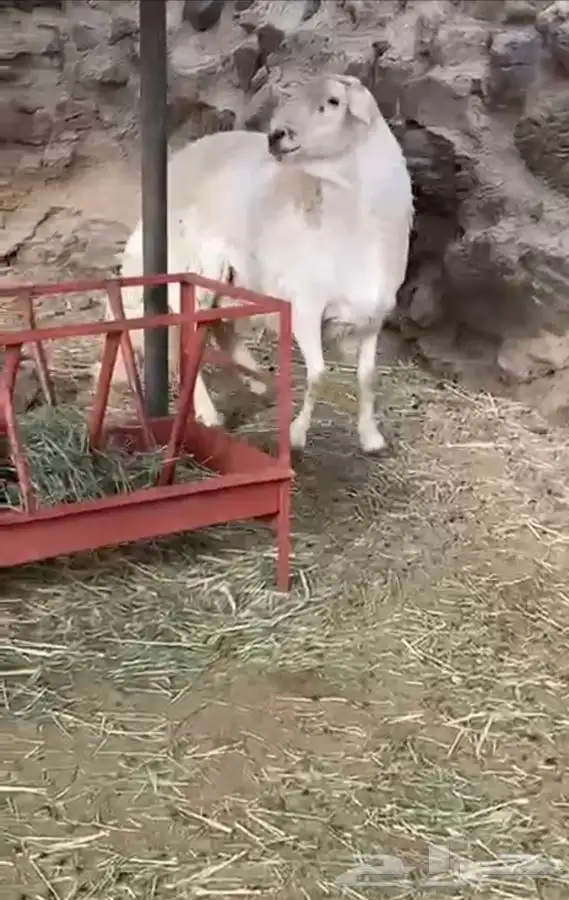 للبيع خروف فحل مشروط 1