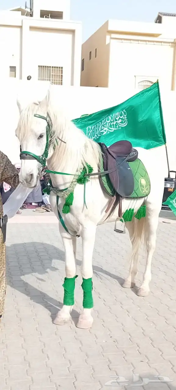 صقور للايجار والايفنتات والاحتفالات 9