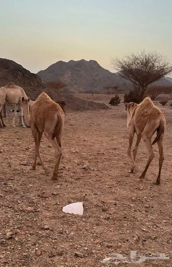 خلفات للبيع 2
