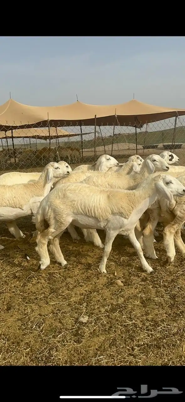 رخال حريه 4
