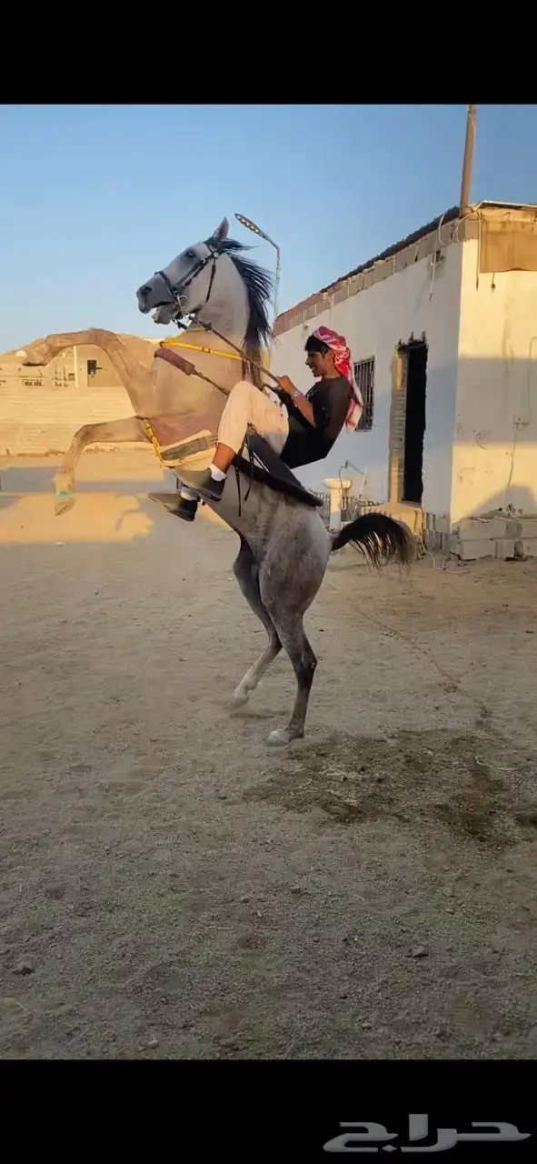 حصان شعبي جمره 2