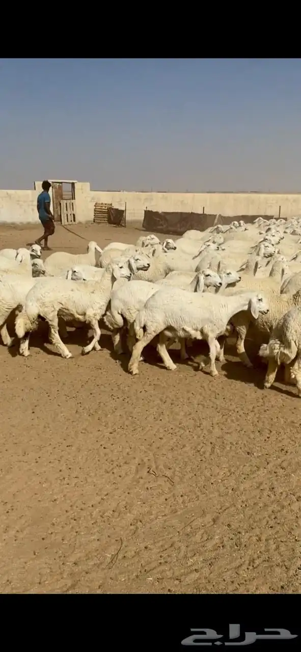 رخال حريات حرش صنف عدد159 1