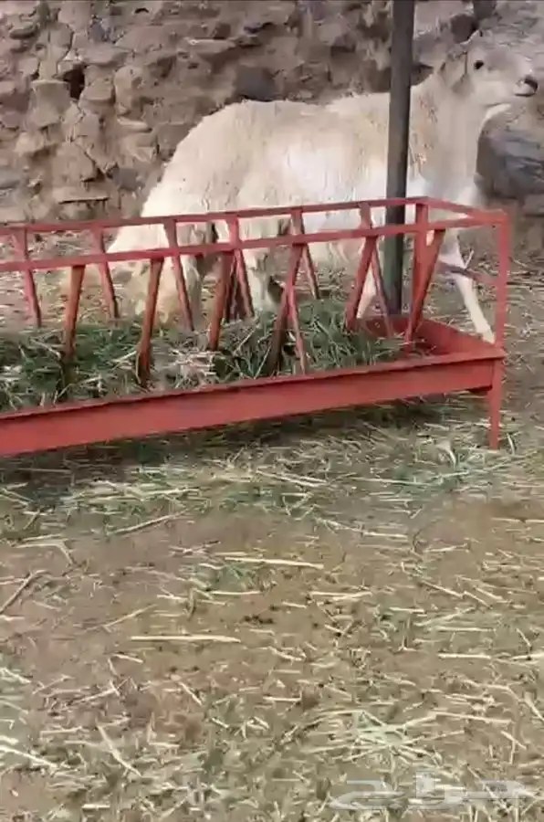 للبيع خروف فحل مشروط 2