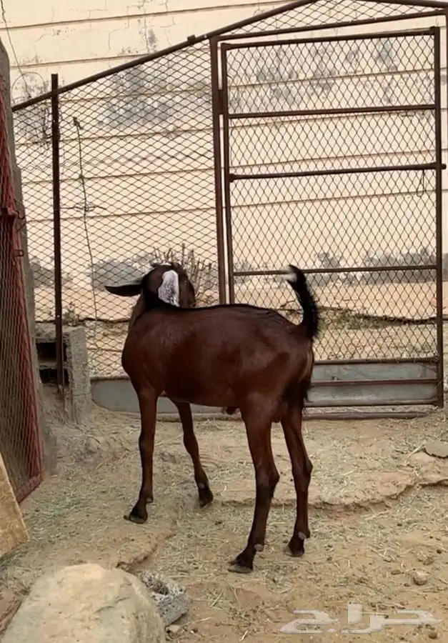 تيس فحل صنف 4