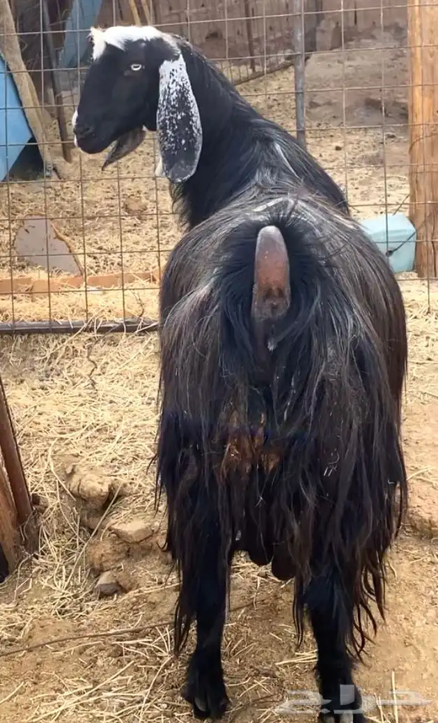 عنز عارضيه مشروكه شامي دافع 6