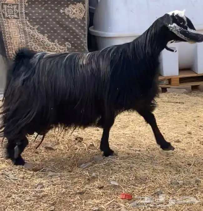 عنز عارضيه مشروكه شامي دافع 0