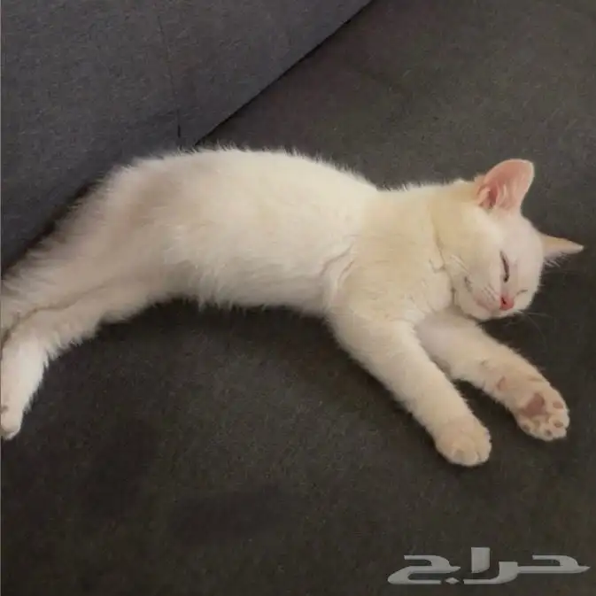 كيتن للبيع 1