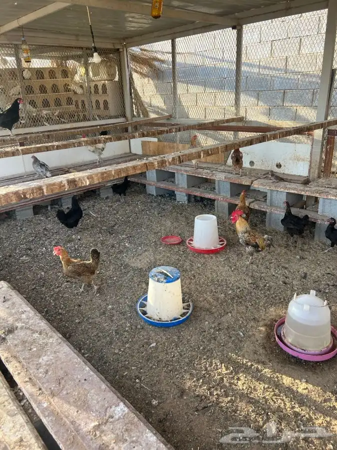 دجاج بياض فيومي وبلدي العدد 37 4