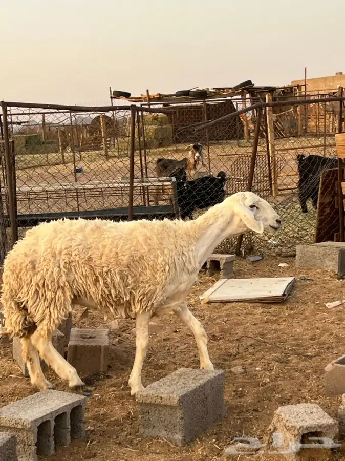 تم الللبيع 0