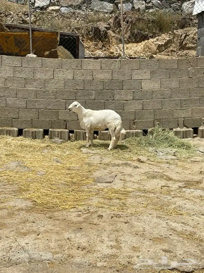خروف جذع جبر ناهي 2