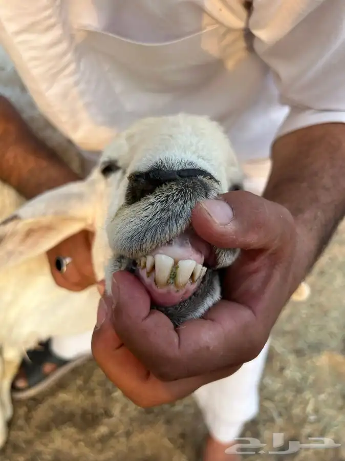 تم الللبيع 1