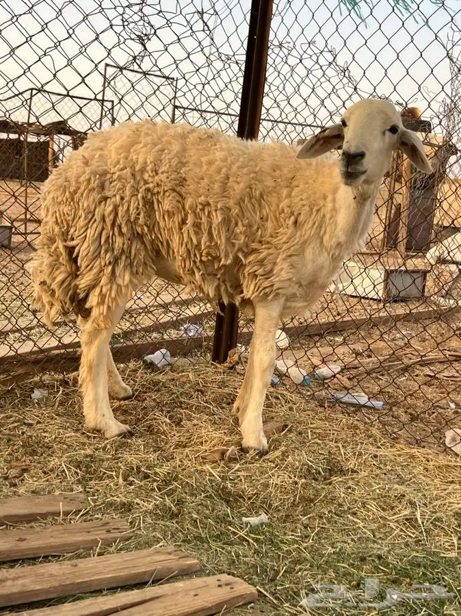 تم الللبيع 3