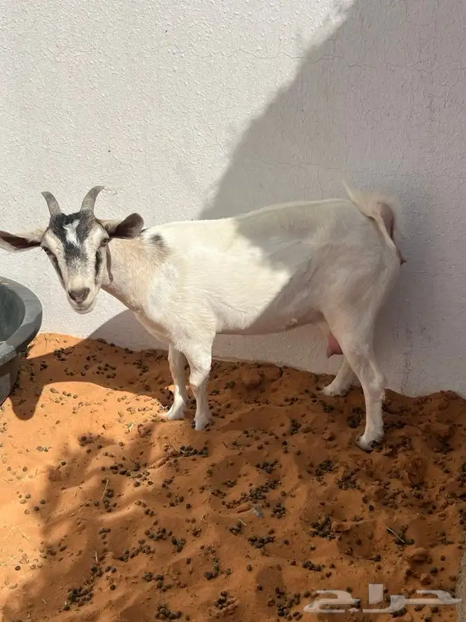 عنز هجين قزمي صنف 10