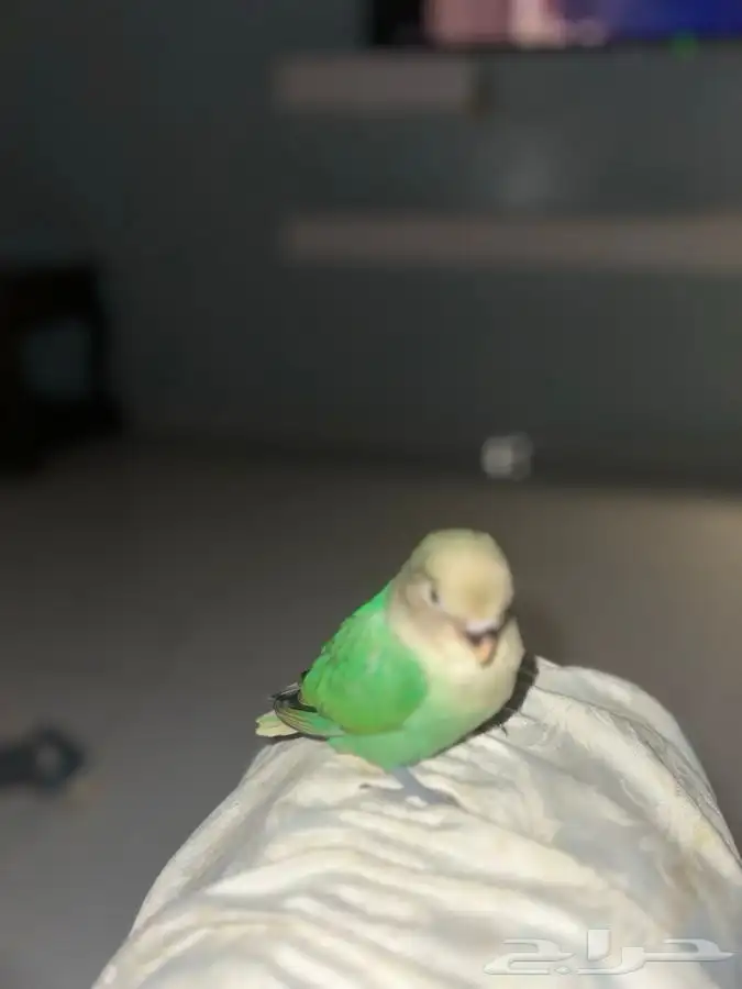 روز اليف 0
