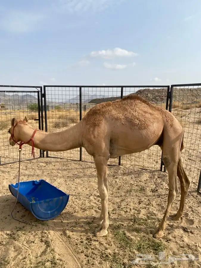 قعود للبيع 1