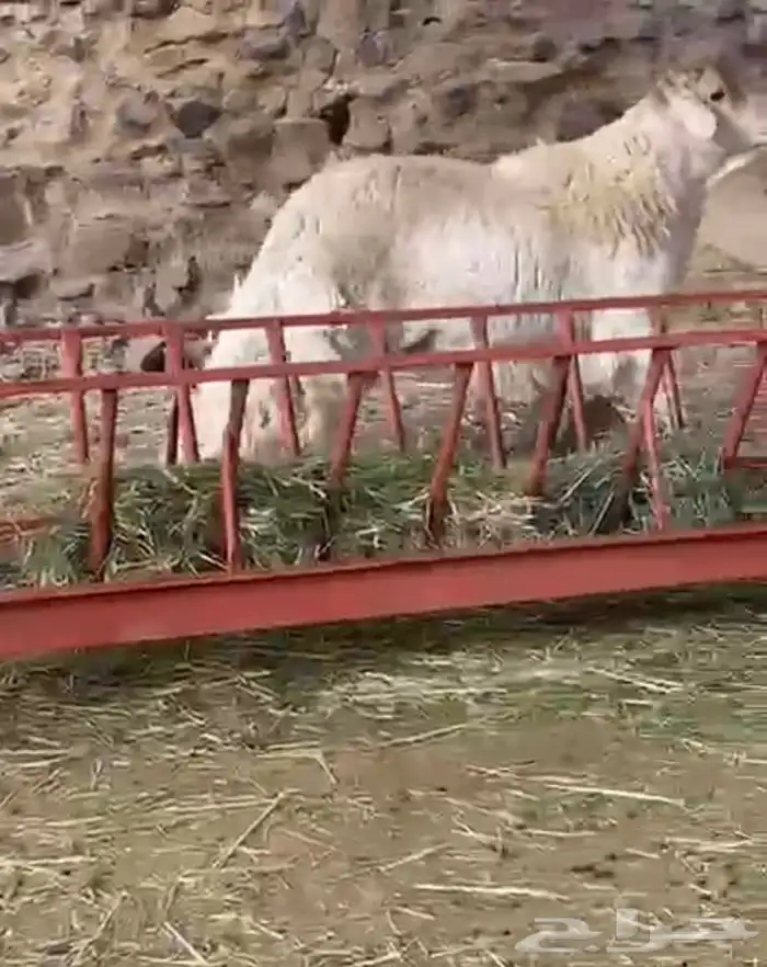 للبيع خروف فحل مشروط 3