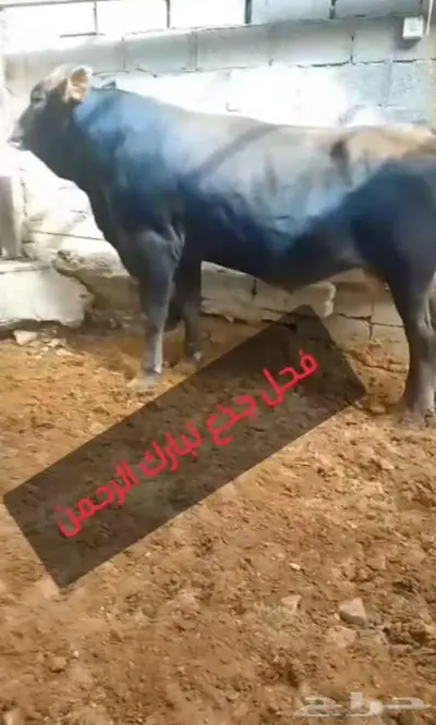 ثور فاخر 0