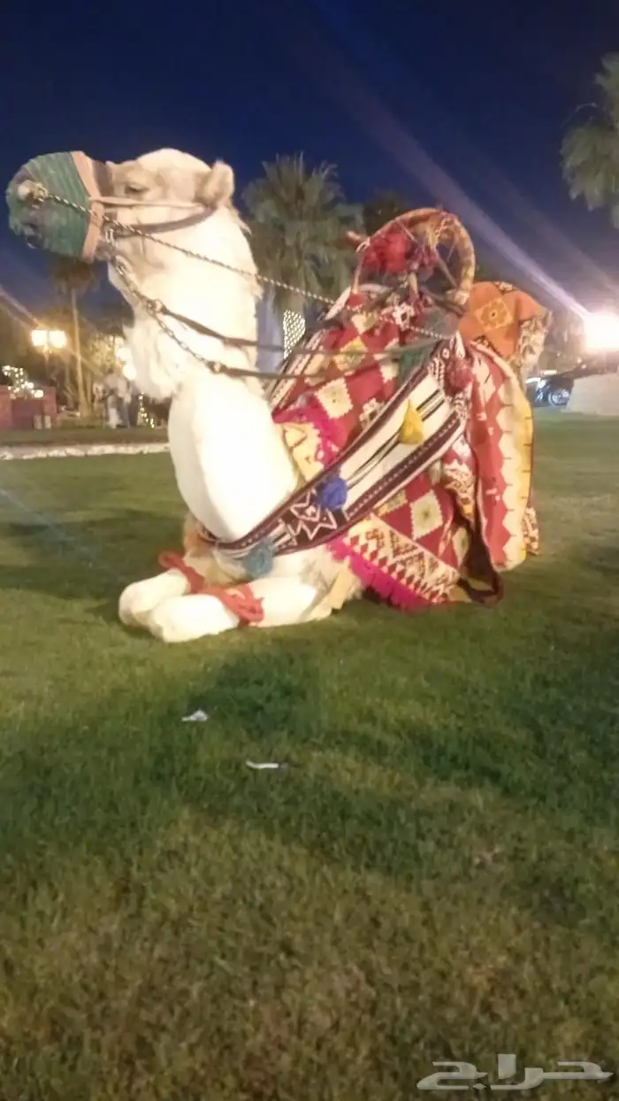 صقور للايجار والايفنتات والاحتفالات 5