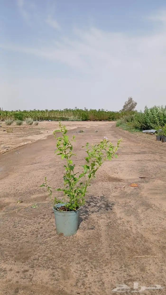اشجار و شجيرات بأسعار الجملة 3