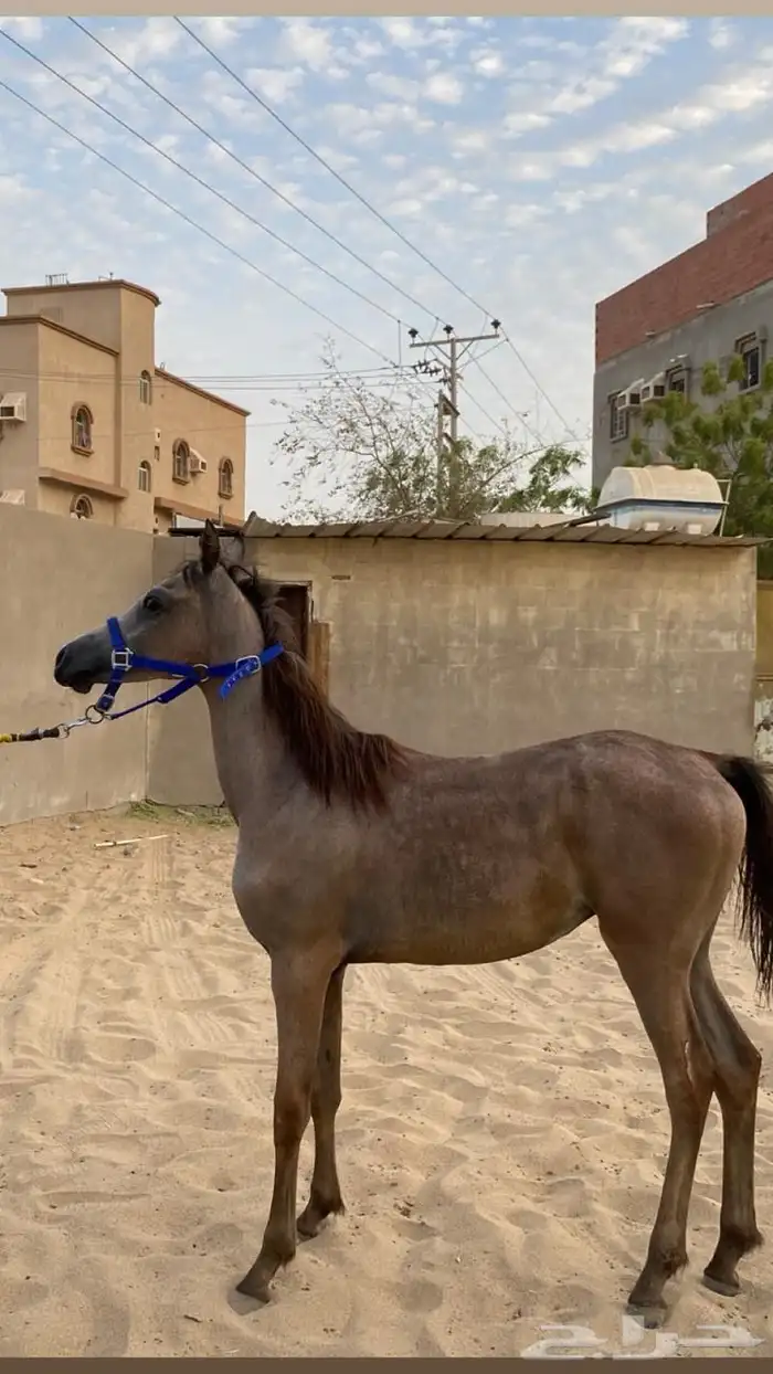مهر واهو 1