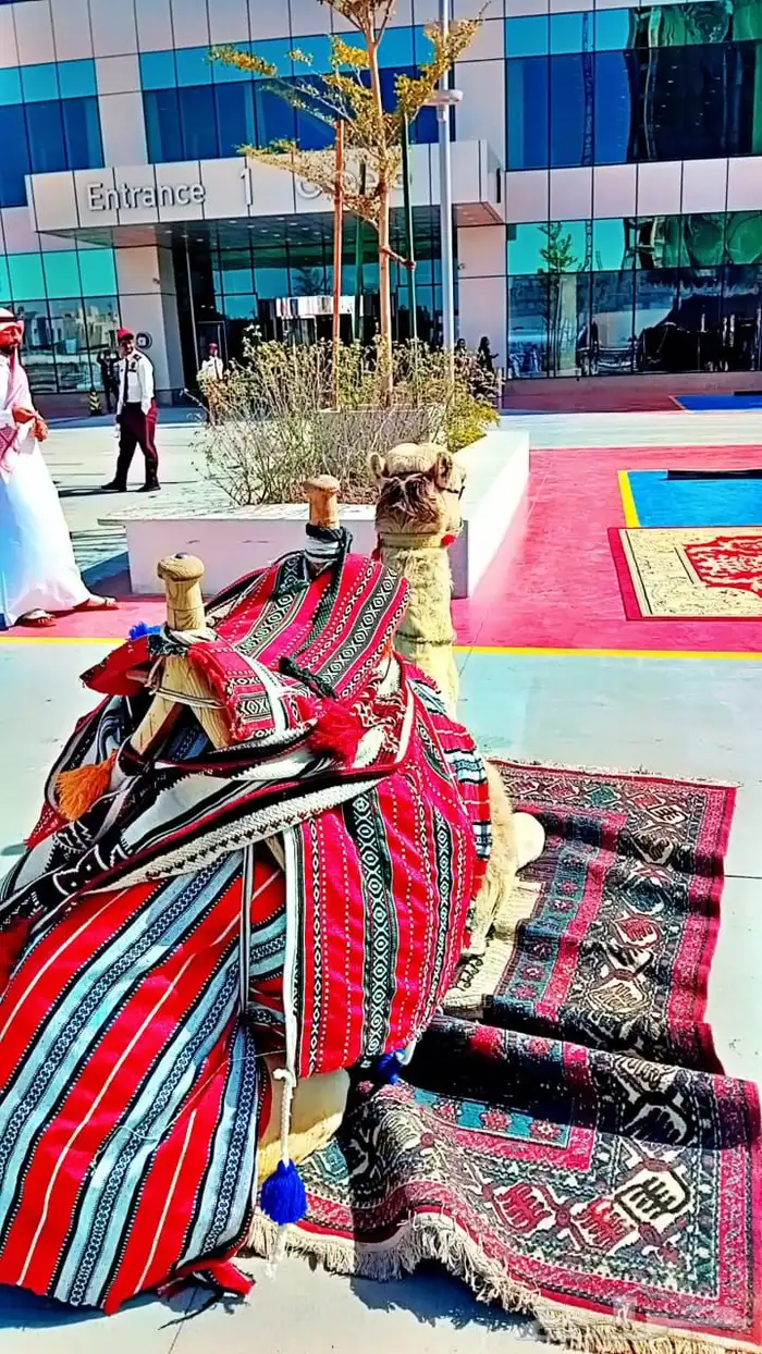 صقور للايجار والايفنتات والاحتفالات 3