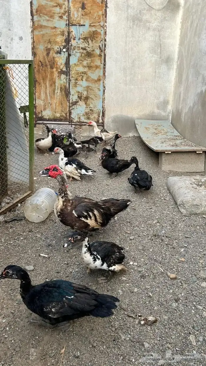 بط بلدي 4
