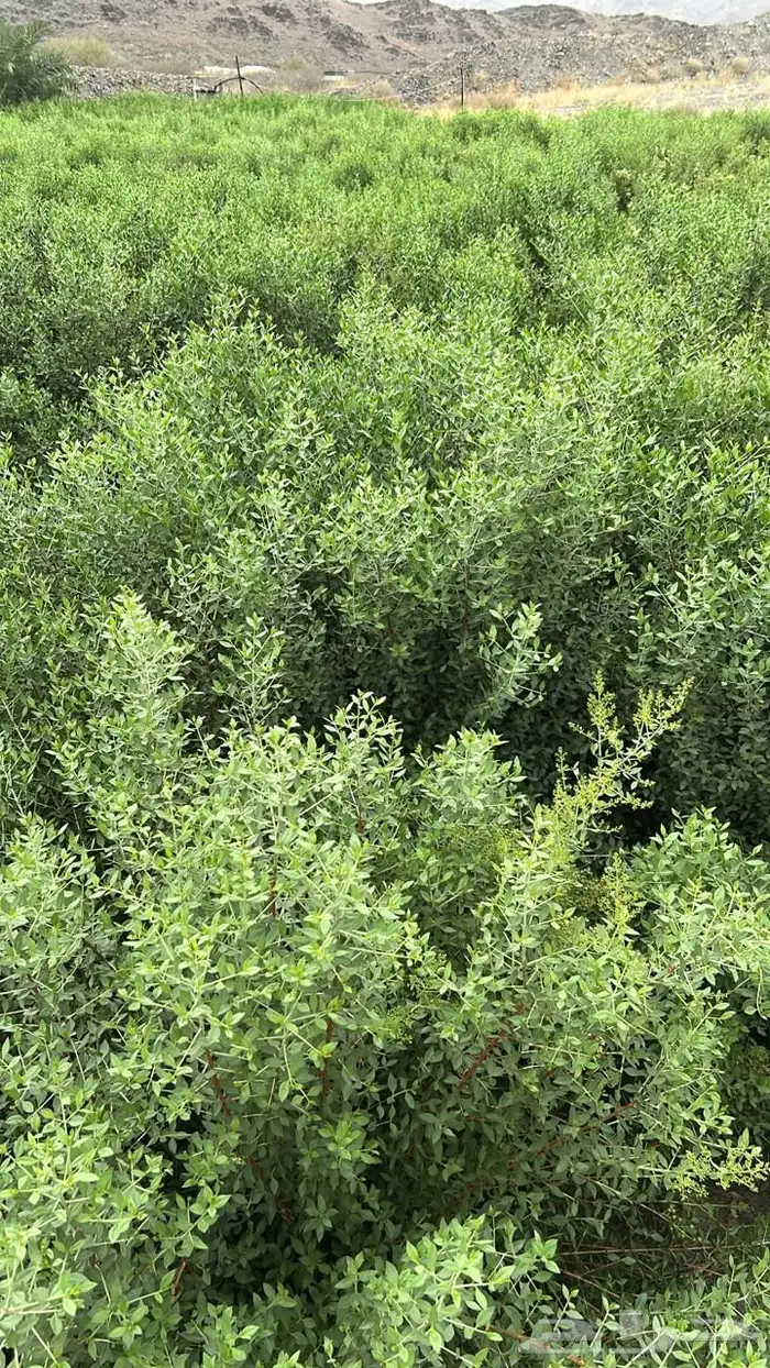 حناء و سدر و مشاط 1