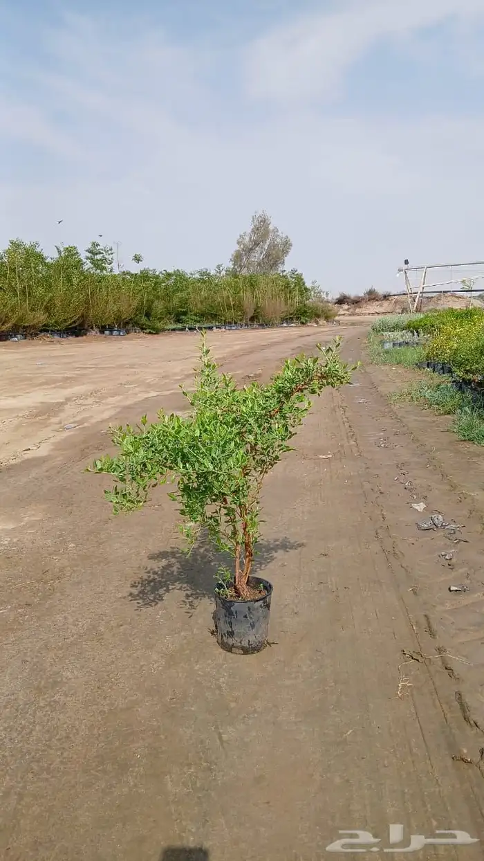 اشجار و شجيرات بأسعار الجملة 1