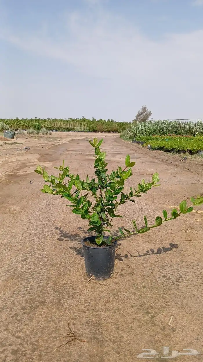 اشجار و شجيرات بأسعار الجملة 6