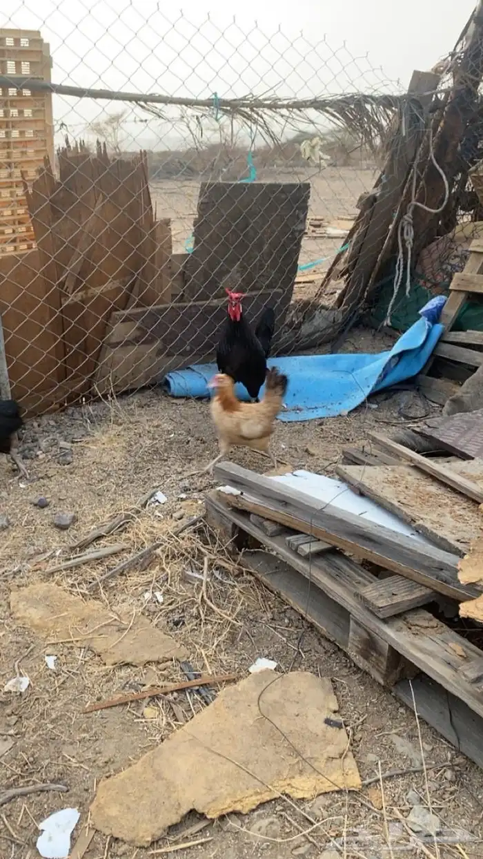 دجاج بياض 1