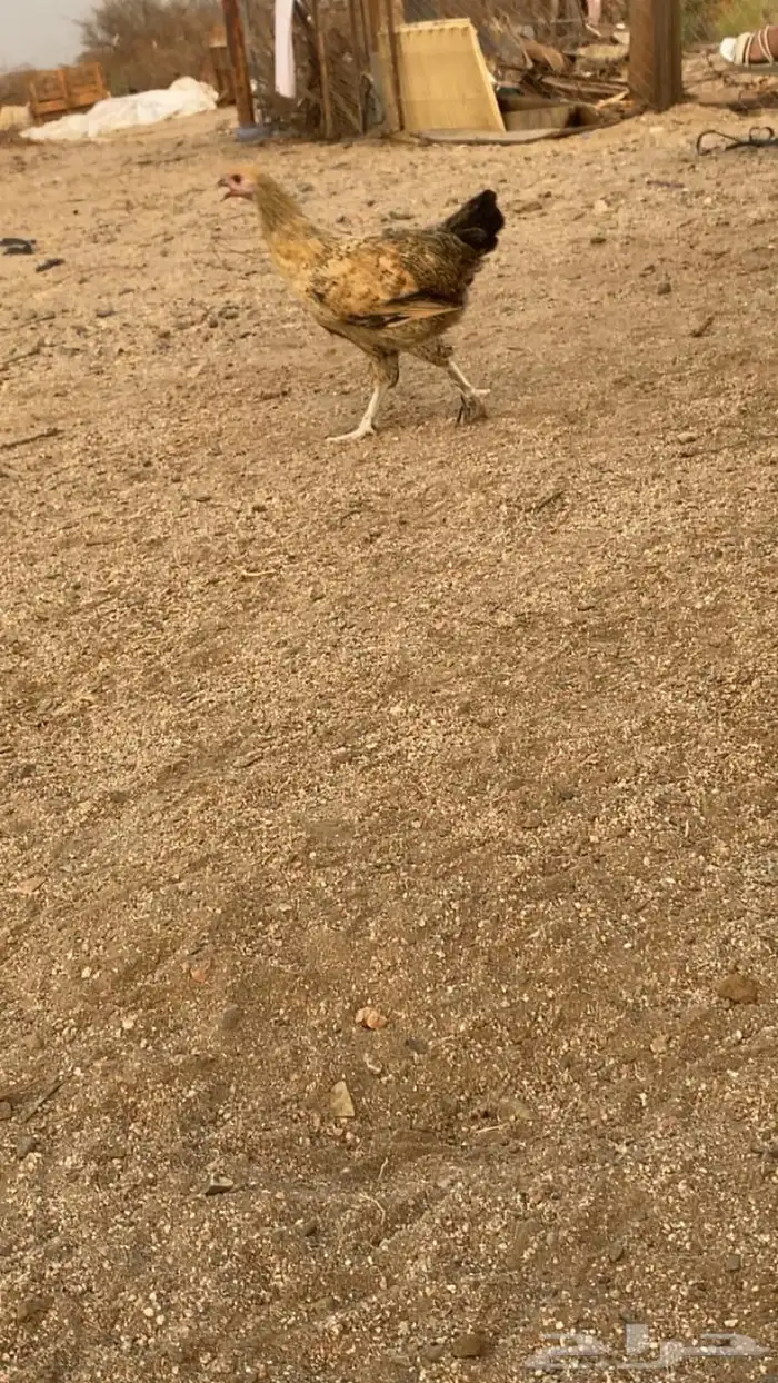 دجاج بياض 2