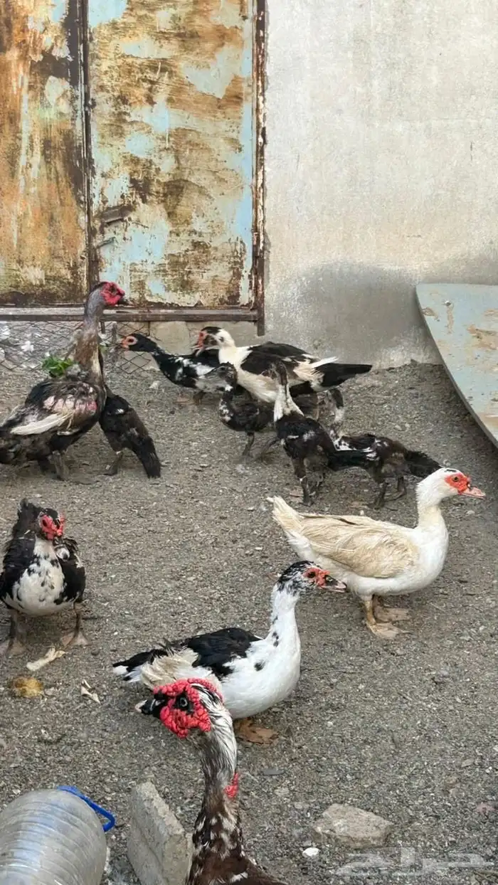 بط بلدي 5