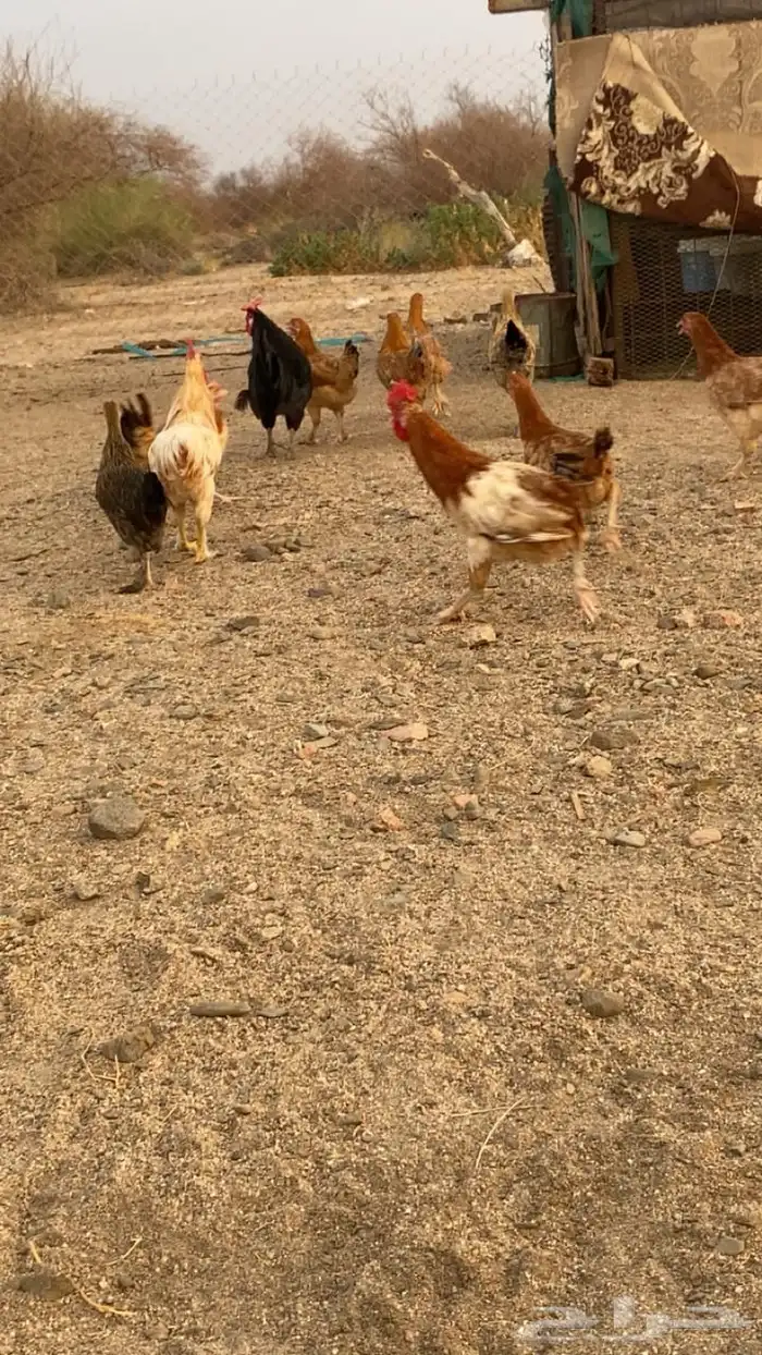 دجاج بياض 5
