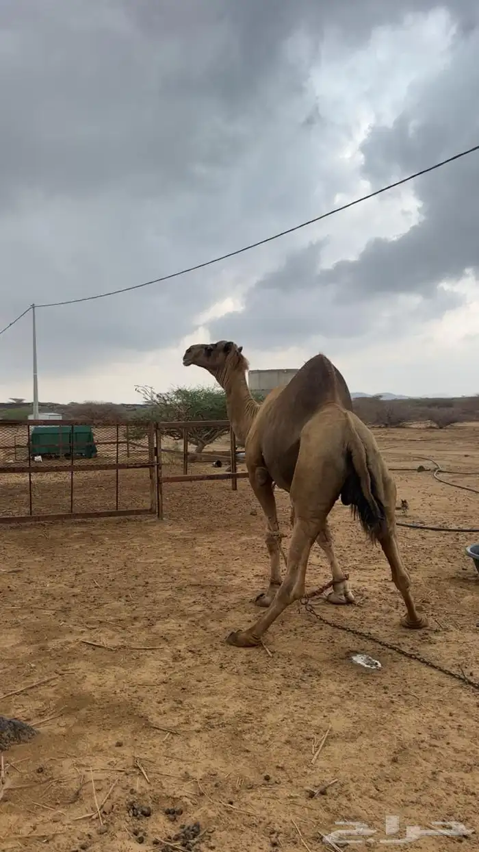 جمل للبيع 0
