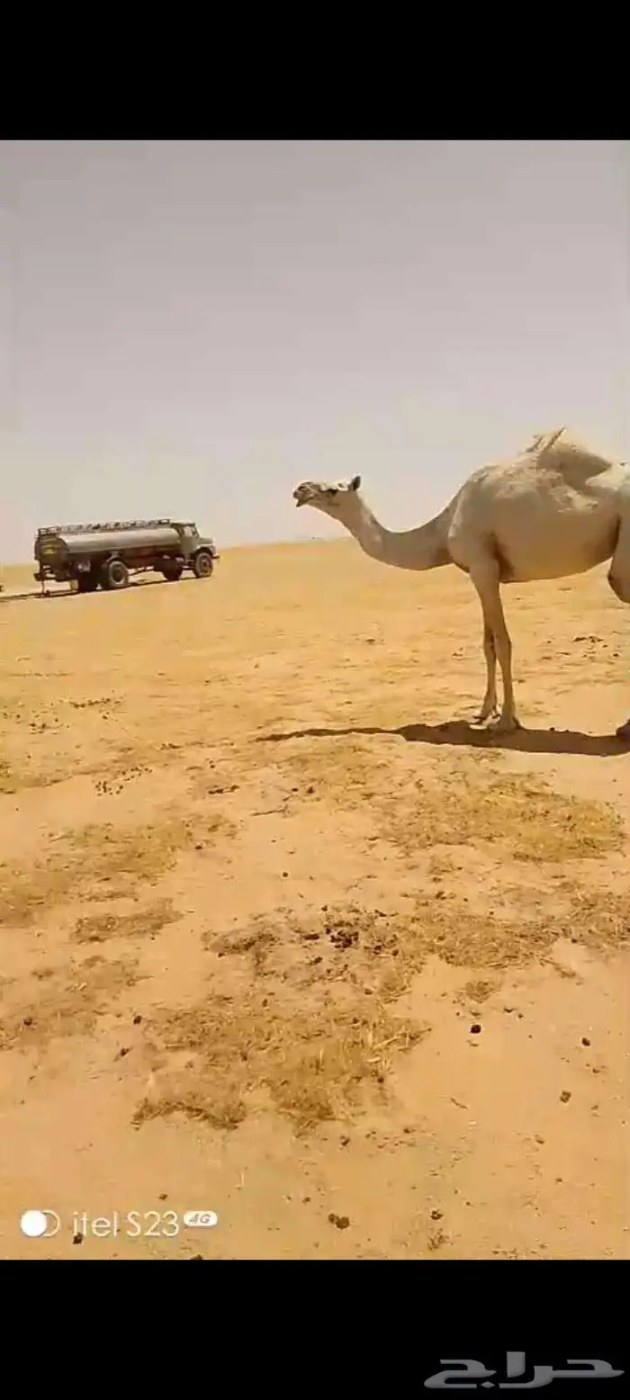 وضحى حايل الزمان الفايت طفاح ولون وجرم سالمه العذاريب 5