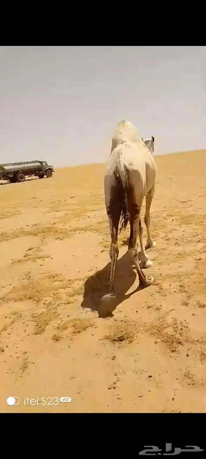 وضحى حايل الزمان الفايت طفاح ولون وجرم سالمه العذاريب 4