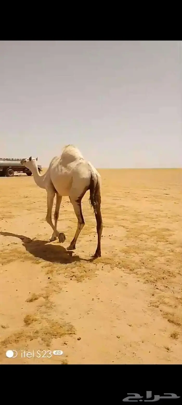 وضحى حايل الزمان الفايت طفاح ولون وجرم سالمه العذاريب 1