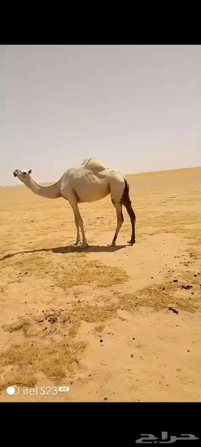 وضحى حايل الزمان الفايت طفاح ولون وجرم سالمه العذاريب 3