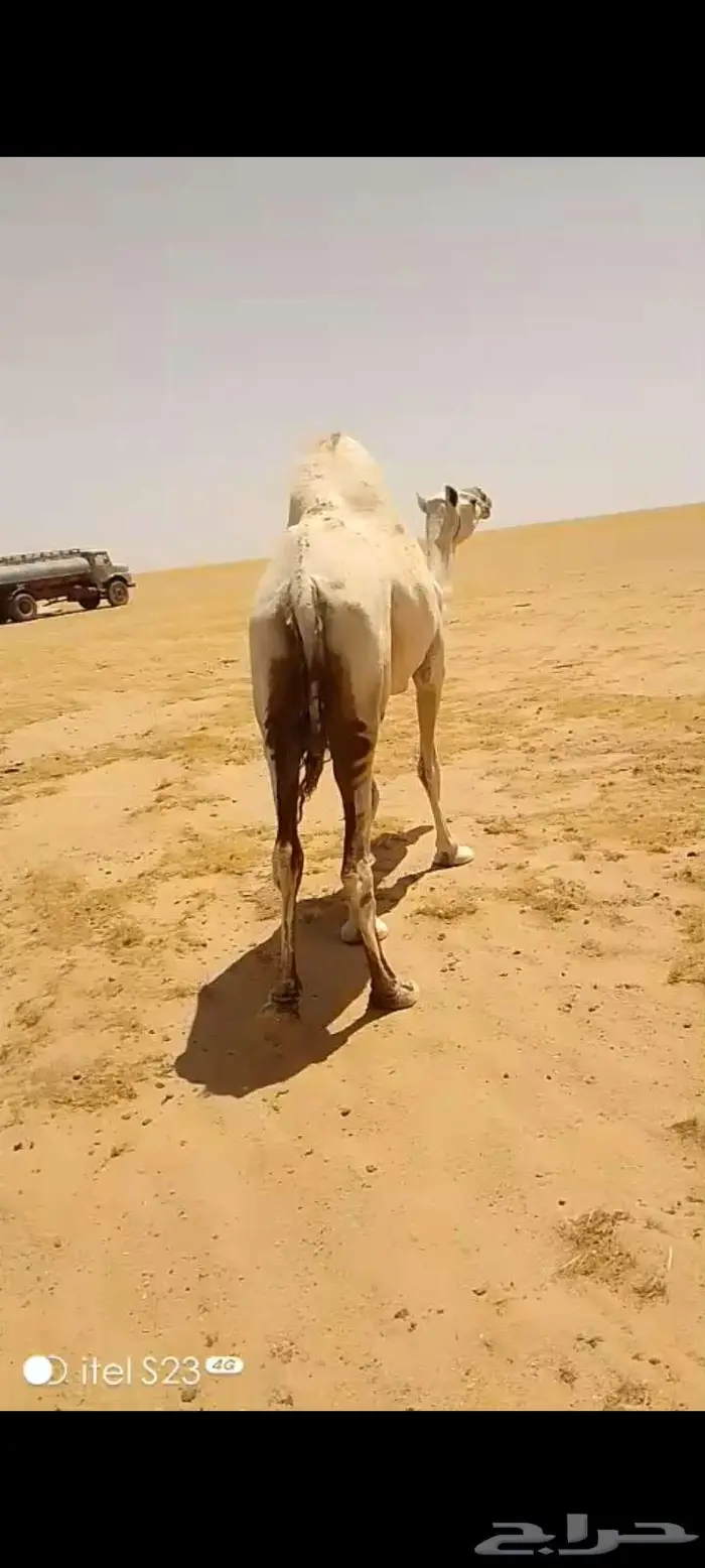 وضحى حايل الزمان الفايت طفاح ولون وجرم سالمه العذاريب 2