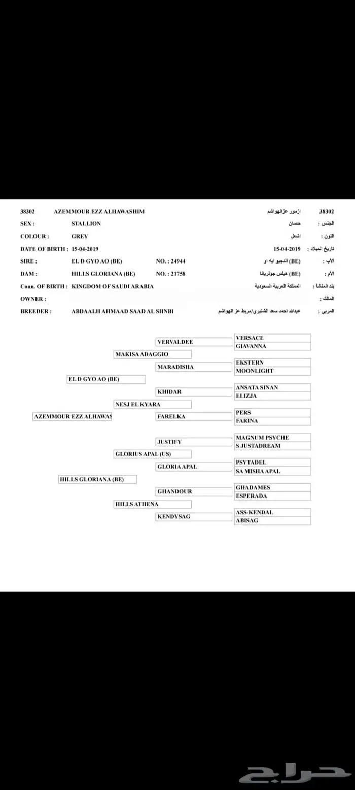 حصان واهو شيخ 2