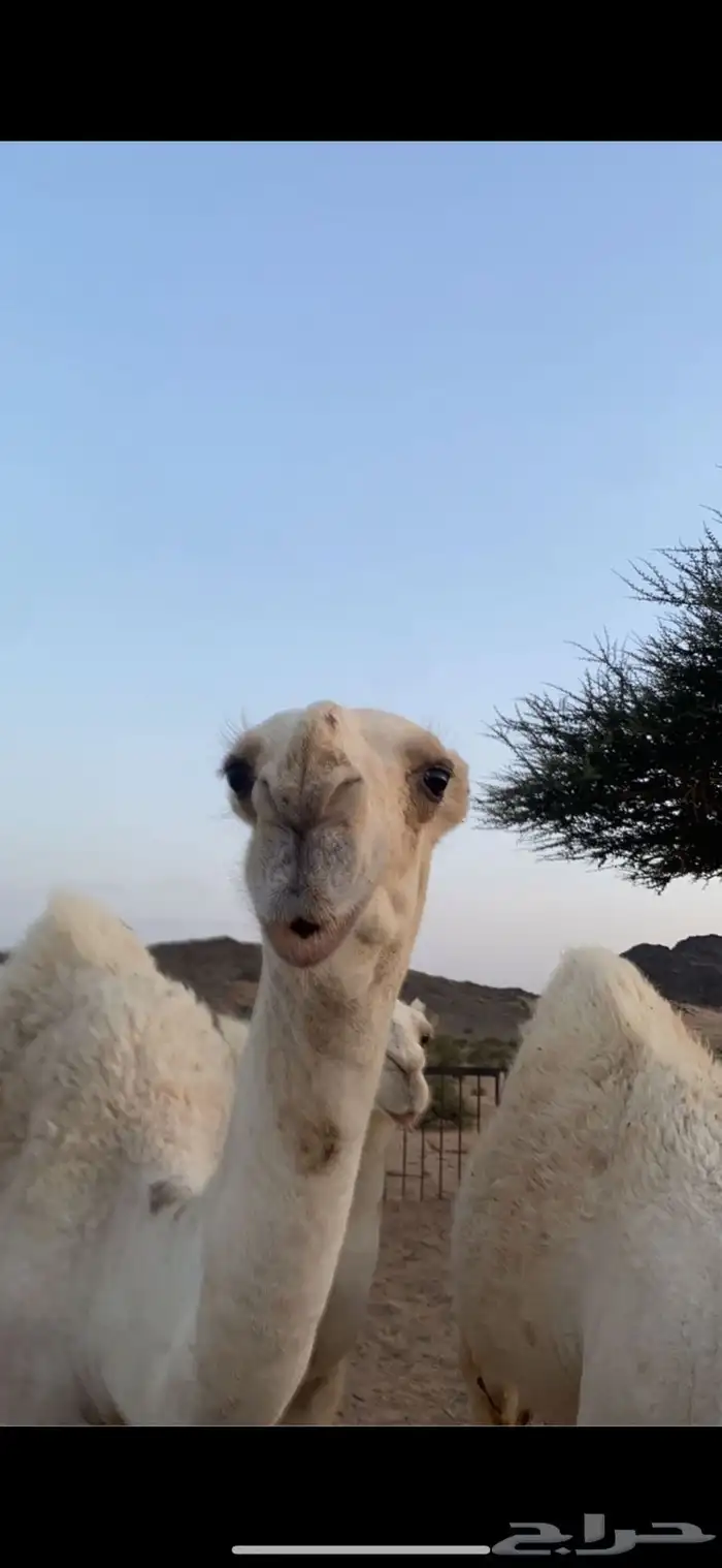 فحل منتج على غريب بعير هزاع ابا اروس العنزي 2