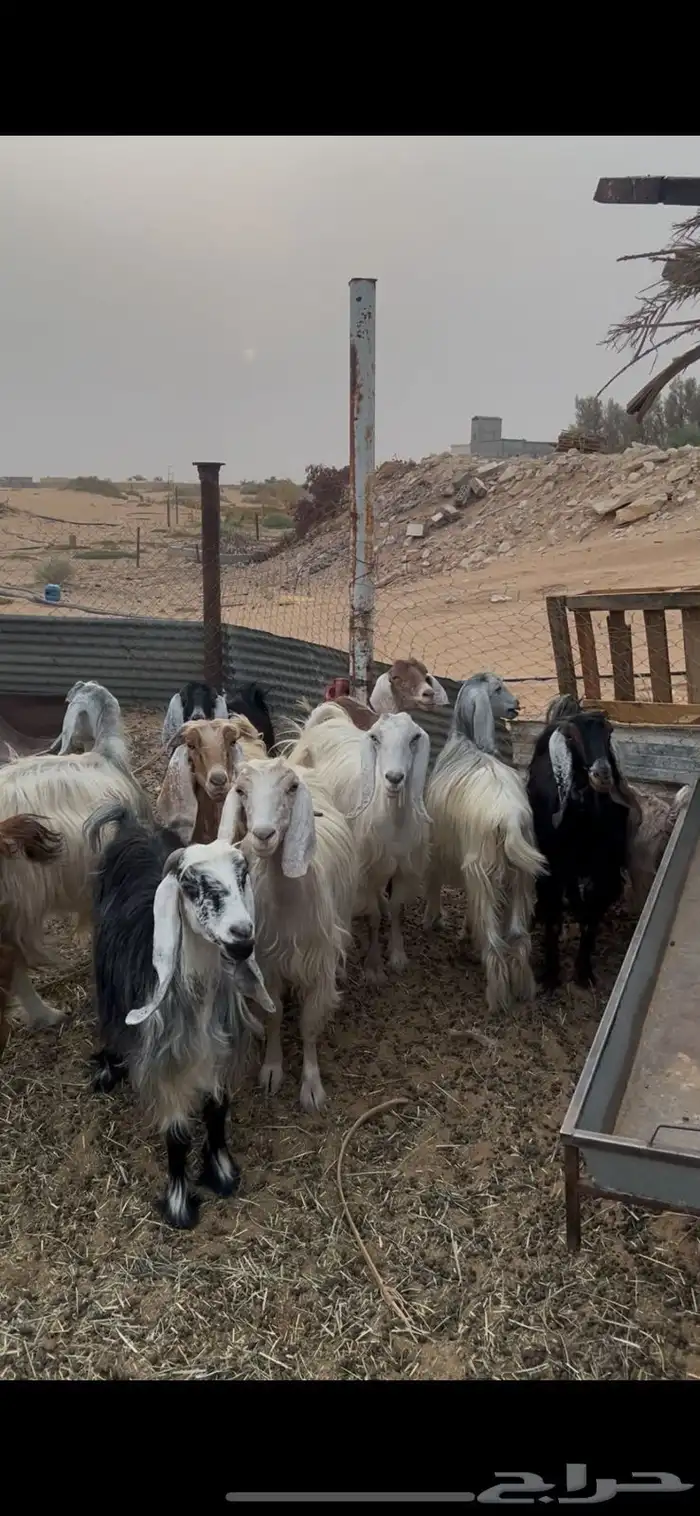 معزا مراح 4