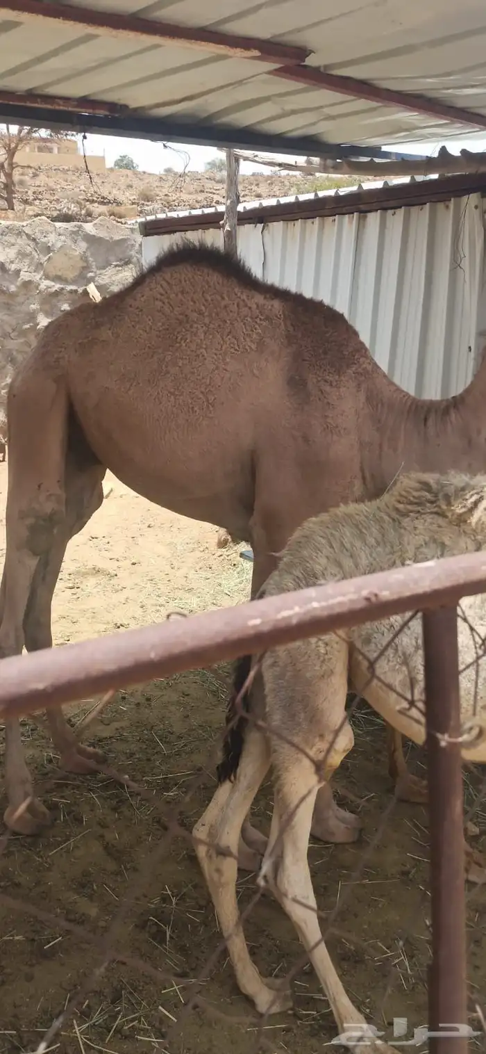 حاشي للبيع 1