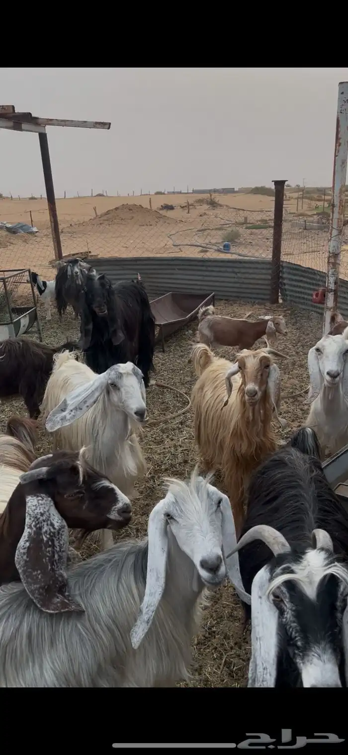 معزا مراح 3