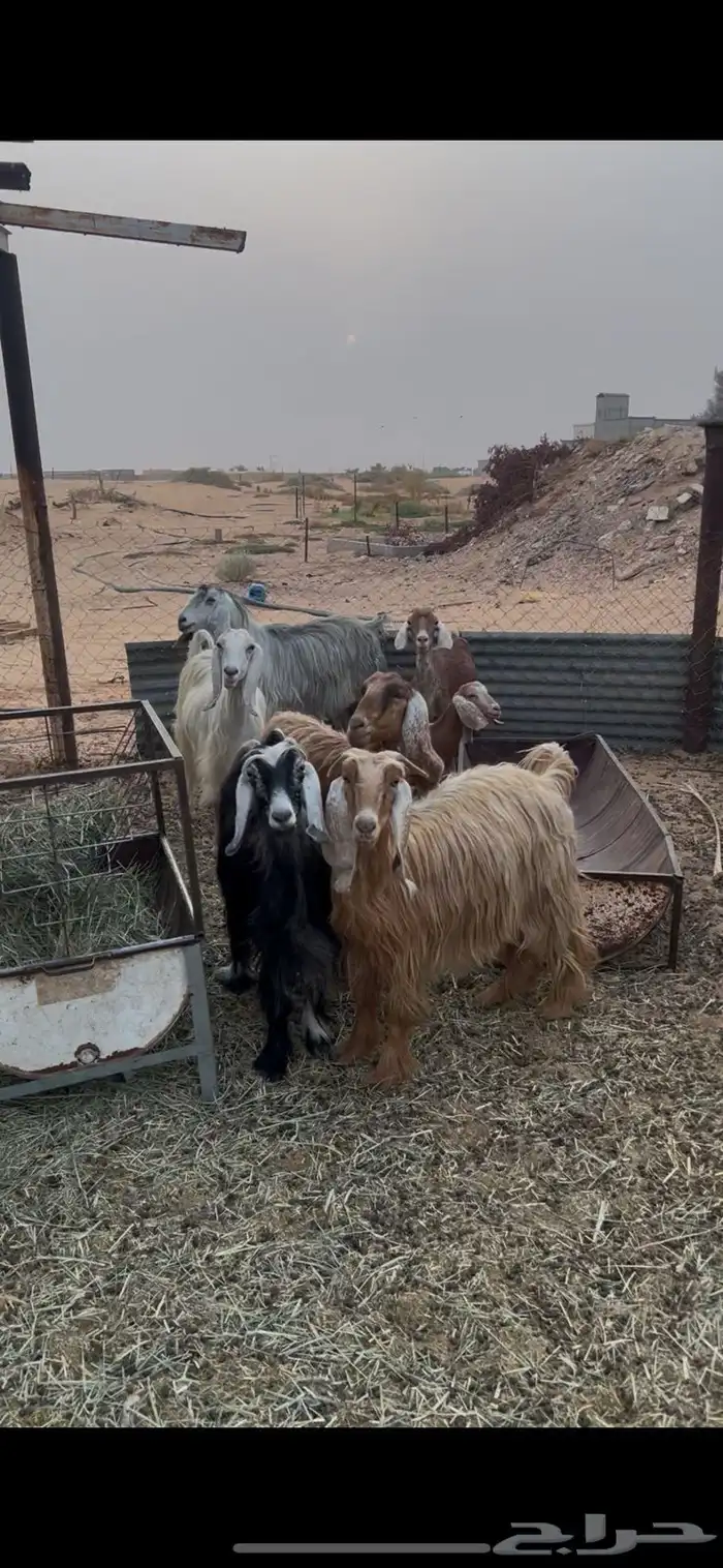 معزا مراح 2