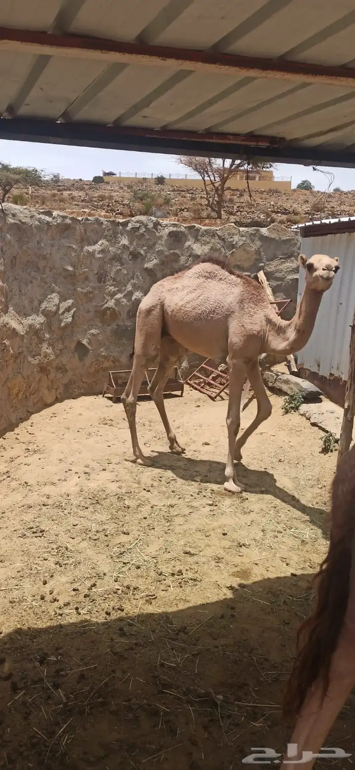 حاشي للبيع 4