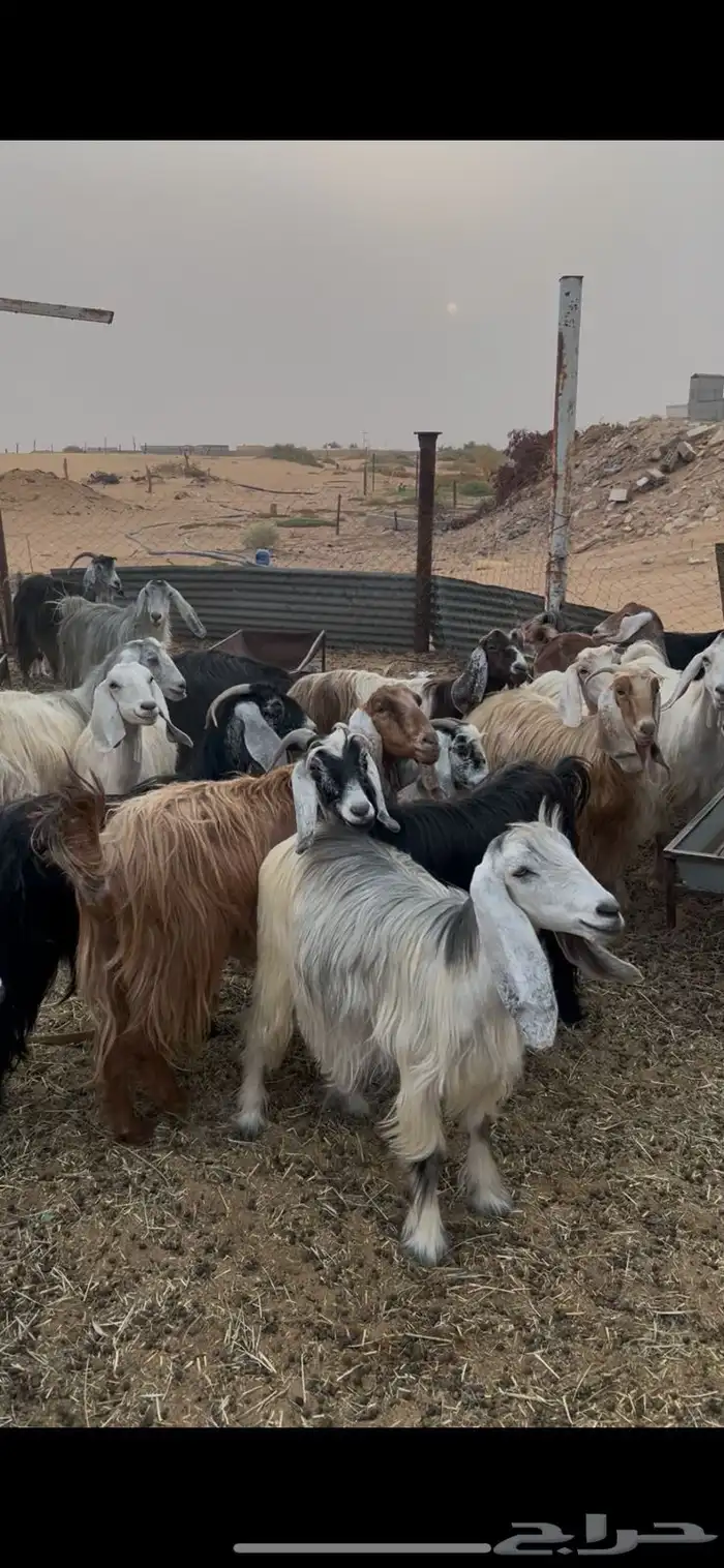 معزا مراح 0
