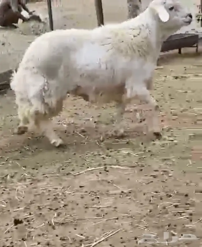 للبيع خروف فحل مشروط 4